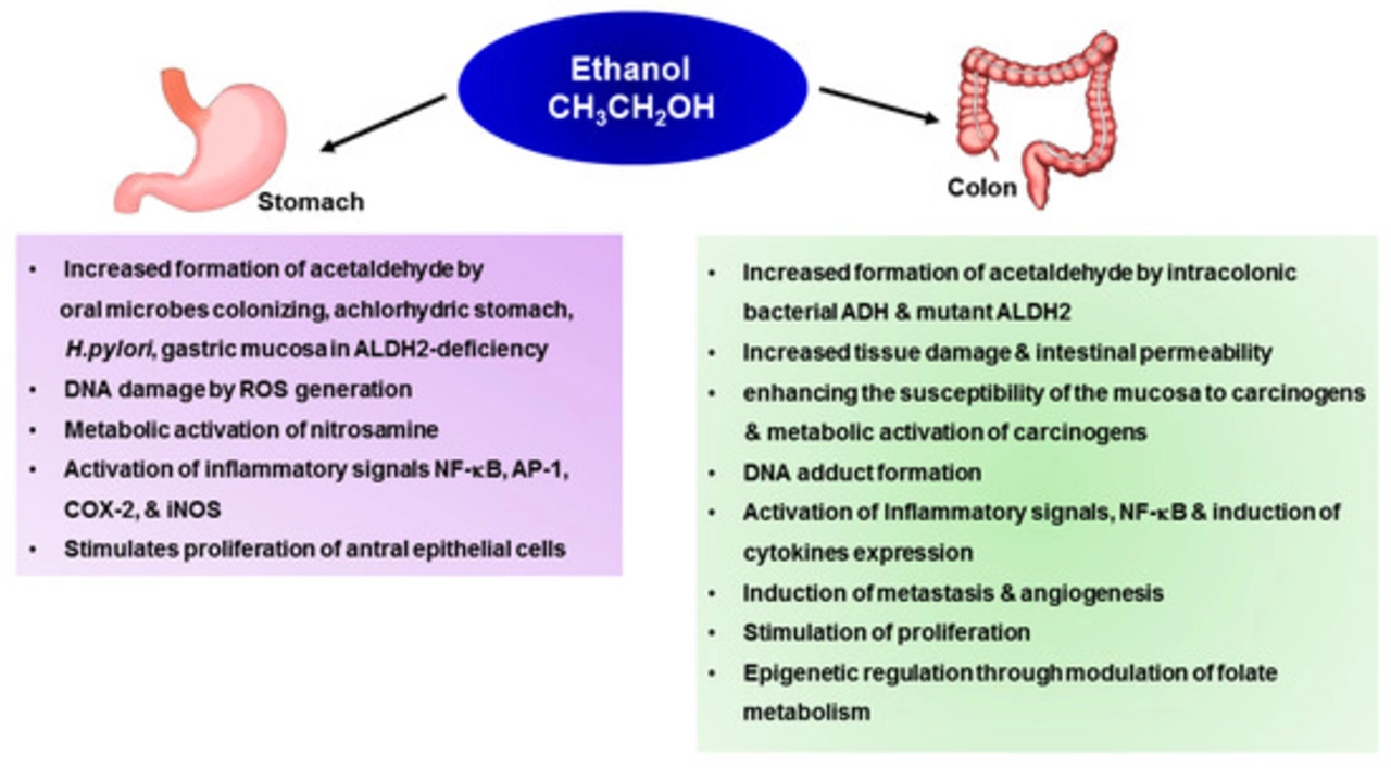 The Connection Between Mesalamine and Colon Cancer Prevention